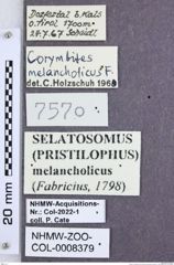 Etikette zu Pristilophus melancholicus melancholicus (Fabricius, 1798) (NHMW-ZOO-COL-0008379)
